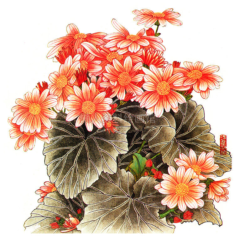 现代工笔画菊花国画高清大图 花鸟临摹绘画无框画装饰画图片素材