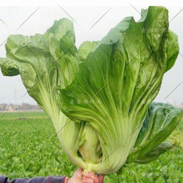 大肉包心芥菜盖菜种子四川青菜芥菜种子叶用芥菜腌制酸菜泡菜种子_7折图片
