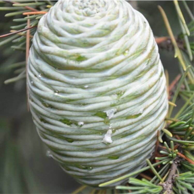 新采摘雪松种子雪松树种子印度雪松籽松柏种子宝塔松种子林木种子