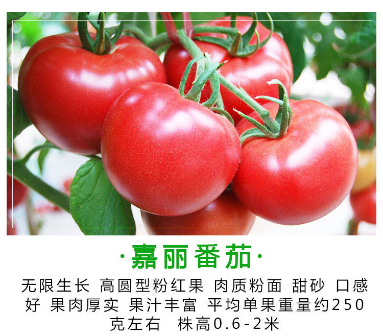 番茄西红柿籽千禧盆栽圣女果种子蔬菜种孑四季农家水果蔬菜籽柿子