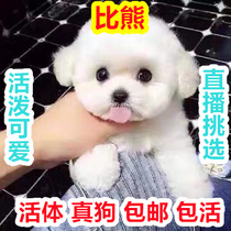 Bichon Frize Puppy White Long Hair Pet Puppy Live Animal Puppy Real Dog Cute Smart Bichon Frize