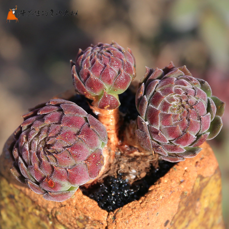 牛先生|芙蓉卷娟 多肉植物办公室防辐射桌面绿植花卉盆栽满额包邮_7折