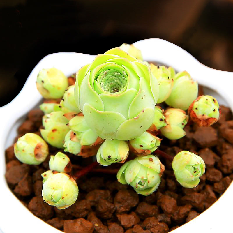 牛先生|山地玫瑰 耶罗精美多肉植物办公室组合