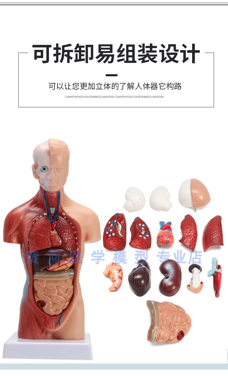 人体模型各部位介绍图片