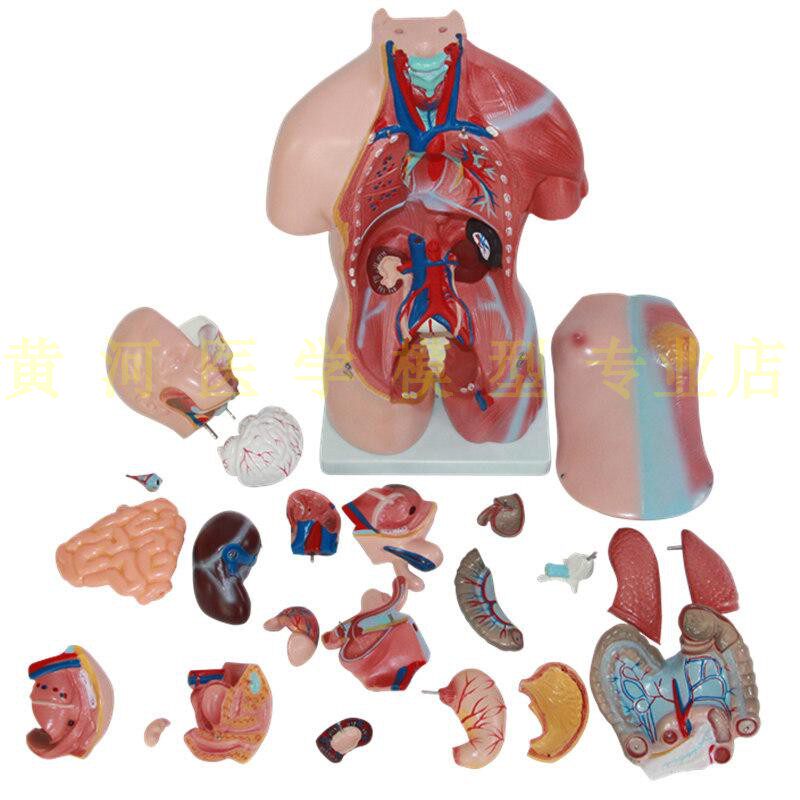 人体解剖模型器官可拆卸医学教学人体器官模型躯干系统结构图解剖