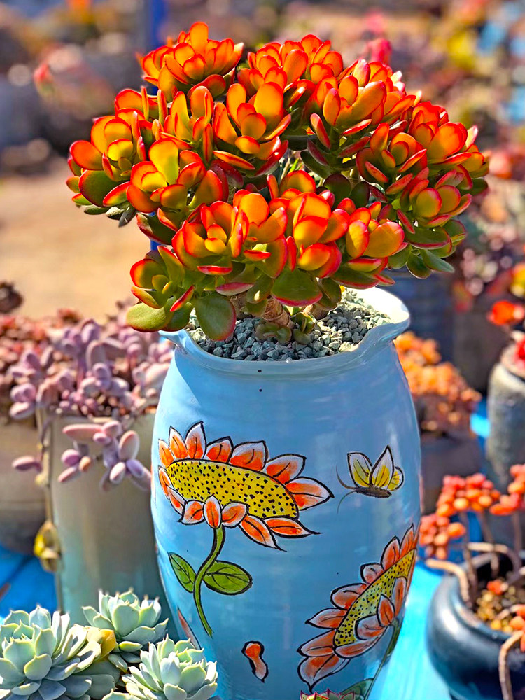 姬红花月多肉植物姬花月一物一拍群生老桩子绿植花卉向阳派园艺