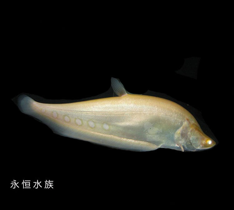 七星刀鱼 黄金刀鱼 虎纹刀鱼 活体观赏大型热带鱼 龙鱼配鱼