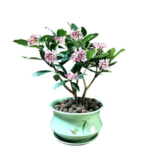 ພະນົມເປນ Daphne potted pile old-scented flower plant indoor flower room living winter ທົນ​ທານ​ຕໍ່​ຄວາມ​ເຢັນ​ແລະ​ງ່າຍ​ທີ່​ຈະ​ປູກ​ດອກ​ໄມ້​ໄດ້​ຢ່າງ​ຕໍ່​ເນື່ອງ