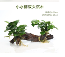 Lazy double-headed sunken wood water grass living size water Banyan big leaf Banyan fish tank landscaping decoration purification water quality Danish Banyan