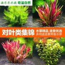 Centipede grass lazy man aquarium fish tank landscaping in the backview set set fresh water living aquatic plants aquatic bamboo green chrysanthemum 9 9