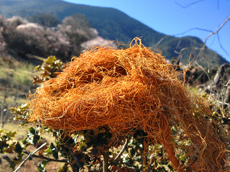 西藏特产野生红雪茶 金丝茶 红血茶养生茶男女均可250克包邮