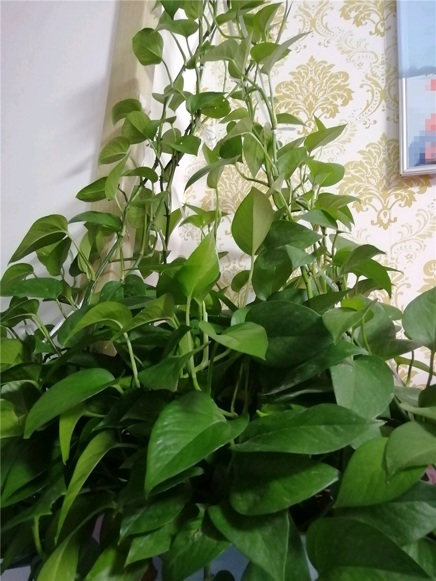 牢记4点,绿萝养10年没问题,长超旺!