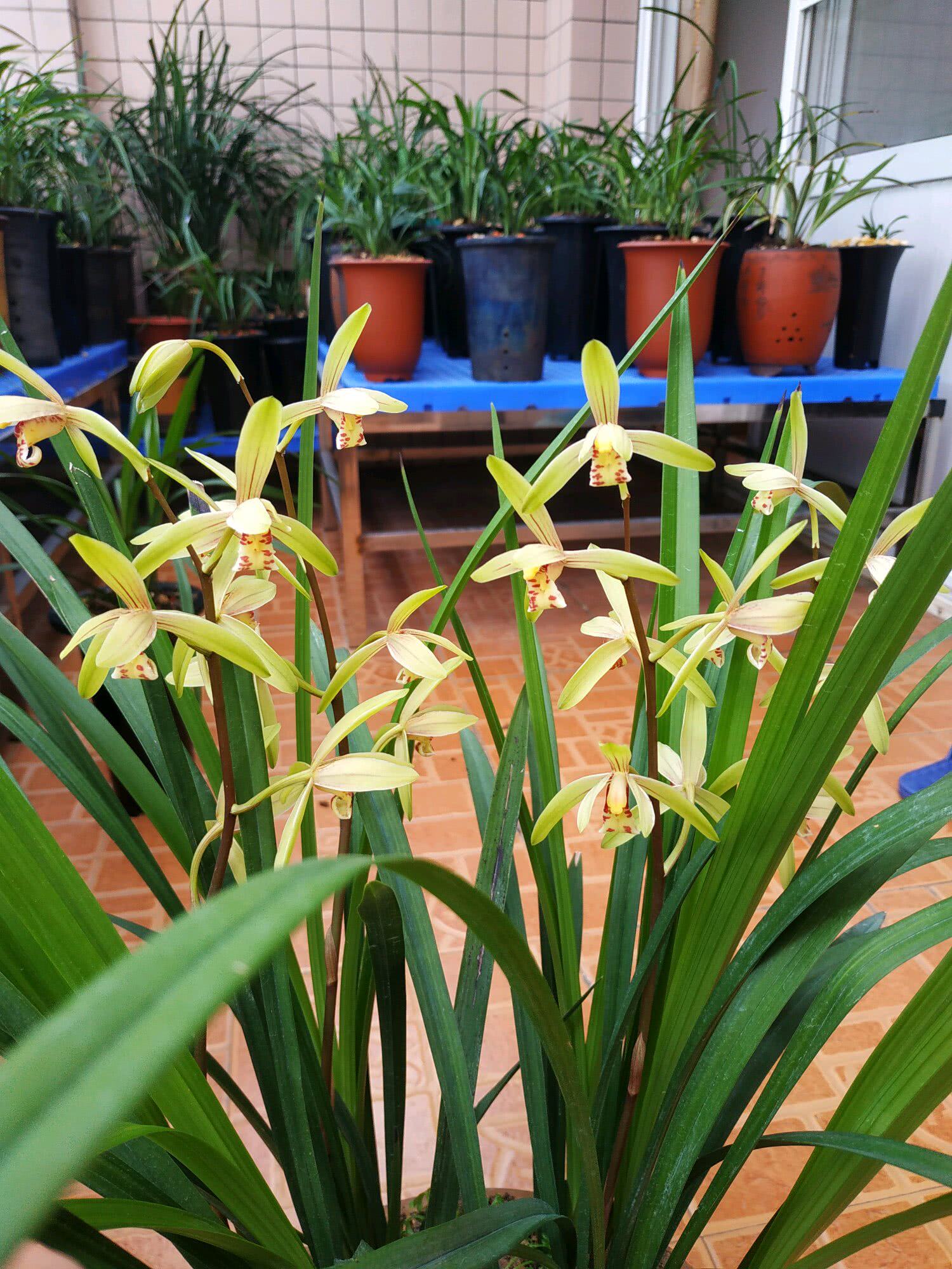 兰花花少不美做3事兰花开品好香气足