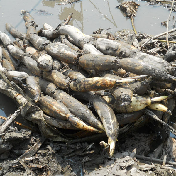 现挖现发 新鲜洪湖莲藕 煲汤粉藕 粉糯易煮