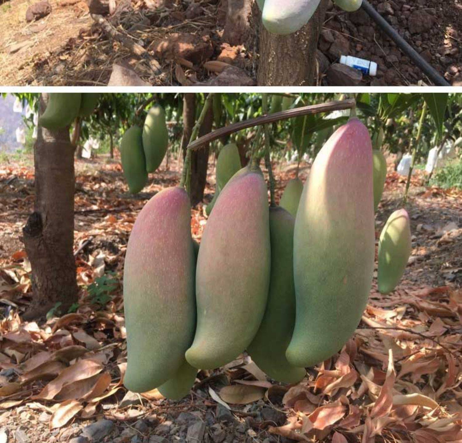 泰国释迦摩尼芒果新鲜水果应季青芒香甜大芒果 拍2件发带箱4斤装_好惠