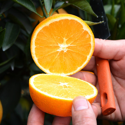 四川金堂脐橙 甜橙新鲜水果 农家橙子时令水果