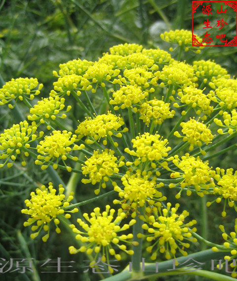 农家 小茴香杆 谷香杆 老茴香杆 茴香子 香料调料配药 有茴香根