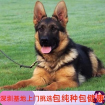 Sale of the German Shepherd dog puppies Living Pure Breeder Dogs dog cubs Hammer Black Back Dog Bow Back Descher puppies