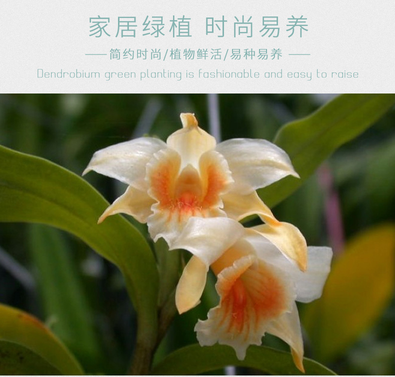 江楠枫兰翅萼铁皮石斛苗米斛石斛介绍
