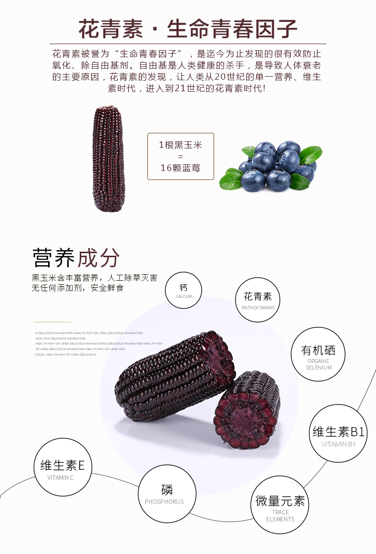 新鲜 东北黑玉米 糯玉米 黏玉米甜玉米棒 非转基因磨粒谷200gx8棒