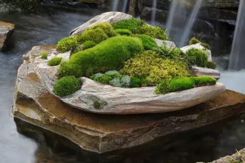 在石头上面种苔藓,这样的搭配无疑是最棒的,苔藓在石头上肆意的生长