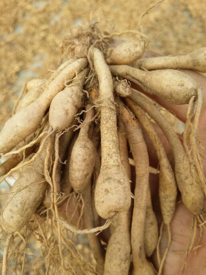 新鲜野生黄花菜根 黄花菜种苗批发金针菜种子根针花菜根 萱草根