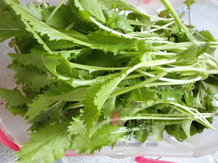 冬季蔬菜种子酸菜雪里蕻菜籽四季阳台盆栽易种雪里红蔬菜室内植物