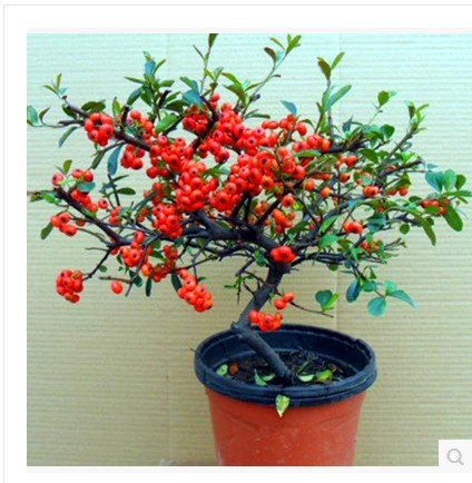 火棘盆景盆栽树桩盆景绿植观花观果植物阳台客厅庭院当年挂果