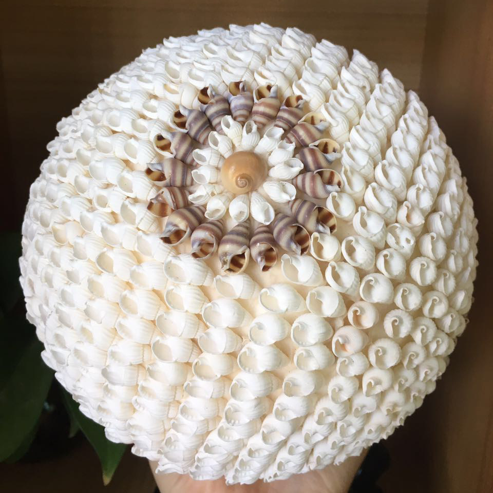 海南三亚正宗海螺贝壳圆球 家居摆件饰品 三亚旅游小礼品 包邮