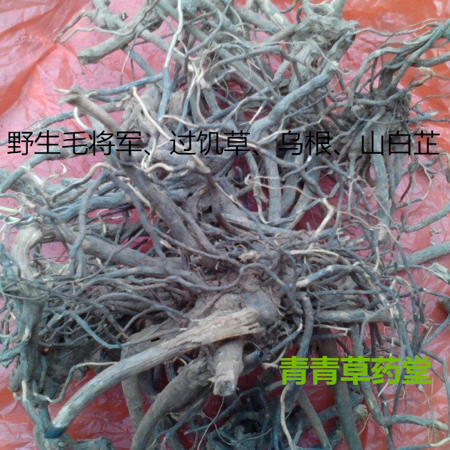 民间永春青草野生白毛将军过饥草肠胃草乌根 白芷根 土丁桂养胃健