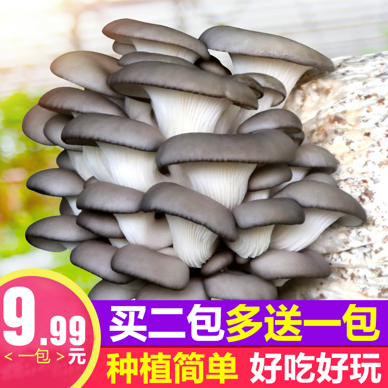 mushroom, mushroom, mushroom, mushroom, mushroom, mushroom, mushroom, mushroom, mushroom, mushroom, mushroom, mushroom, mushroom, mushroom, mushroom, mushroom, mushroom, mushroom, mushroom, mushroom, mushroom, mushroom, mushroom, mushroom, mushroom, mushroom, mushroom, mushroom, mushroom, mushroom, mushroom, mushroom, mushroom, mushroom, mushroom, mushroom, mushroom