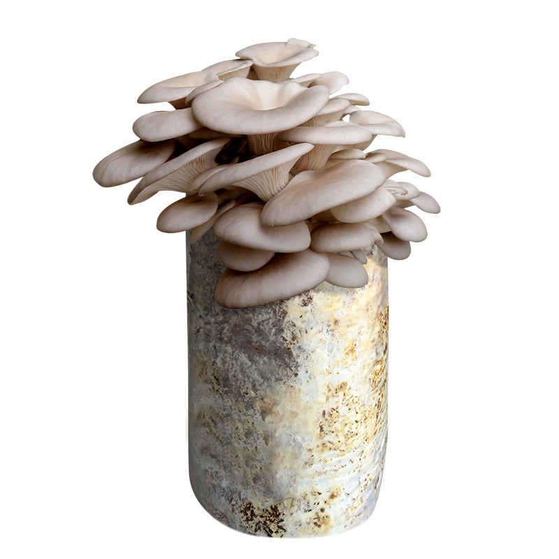mushroom, mushroom, mushroom, mushroom, mushroom, mushroom, mushroom, mushroom, mushroom, mushroom, mushroom, mushroom, mushroom, mushroom, mushroom, mushroom, mushroom, mushroom, mushroom, mushroom, mushroom, mushroom, mushroom, mushroom, mushroom, mushroom, mushroom, mushroom, mushroom, mushroom, mushroom, mushroom, mushroom, mushroom, mushroom, mushroom, mushroom