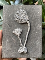 Sea lily fossils Marine paleontology popular science teaching gift specimens rough natural childrens ornaments play with tea pets