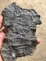 Sea lily fossil original stone Qingxiu tea table Tea pet gift decoration Desktop display teaching specimen collection strange stone