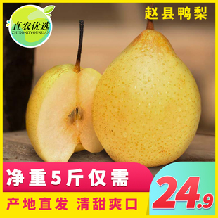zhinong's selection of yali crystal pear