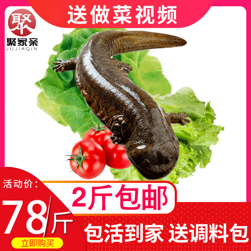 聚家親 鮮活娃娃魚活體 1斤