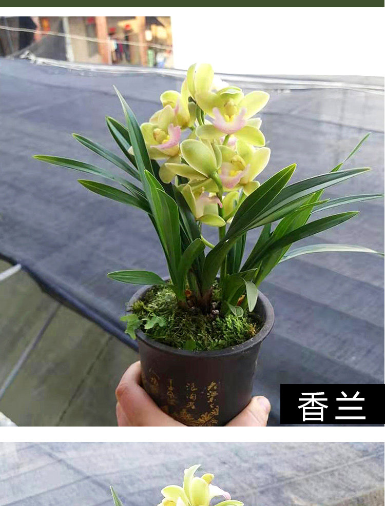 矮种香兰花苗盆栽浓香四季建兰未带花苞室内绿植物花卉草名贵墨兰_千