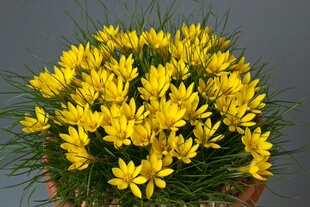 sellowianum黄花韭球根种球*美艳黄色*满68包邮