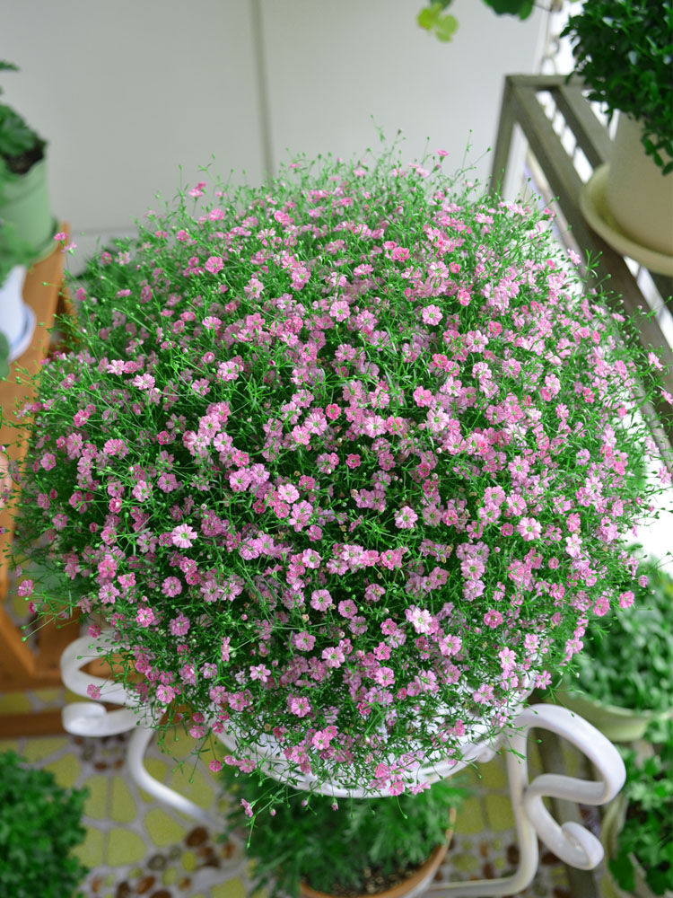 满天星花种子四季种易活开花不断室内观花卉盆栽植物易活绿植花籽