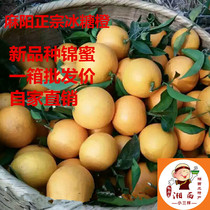 Hunan Mayang green Jin Honey rock sugar orange fresh size fruit super sweet fruit thin skin dense 10 kg