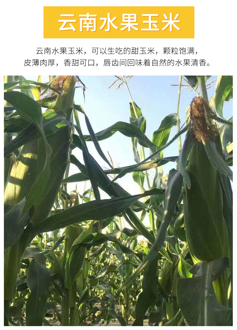 云南新鲜水果玉米包邮带箱10斤