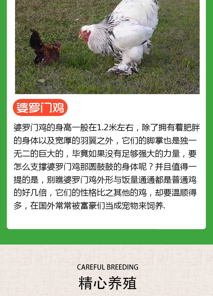 周期:200天全净膛重:14kg成活率:100%体重:15g用途:观赏鸡品种:婆罗门