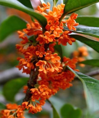 包邮天香台阁九龙桂中华龙桂四季黄金桂南北桂花苗木花卉盆栽地栽