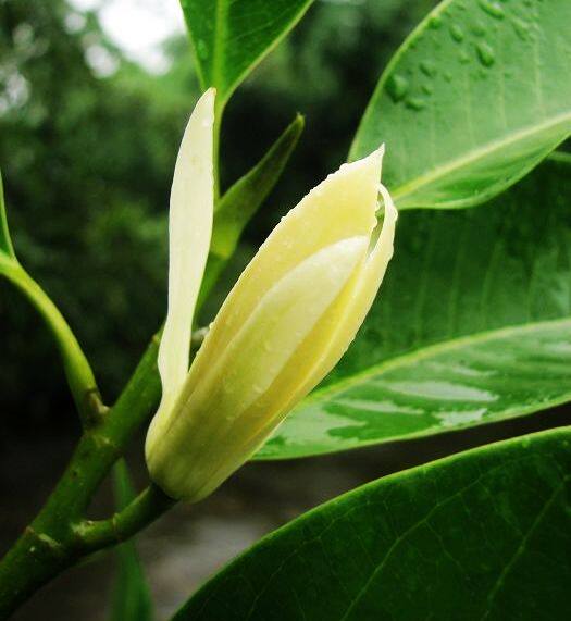 包邮四季白玉兰白兰花嫁接苗木花卉名花绿化常青芳香植物南方北方