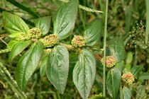 Wild fresh flying grass big milk grass milk seed grass flying phase grass big flying grass big flying grass fresh fruit 500g