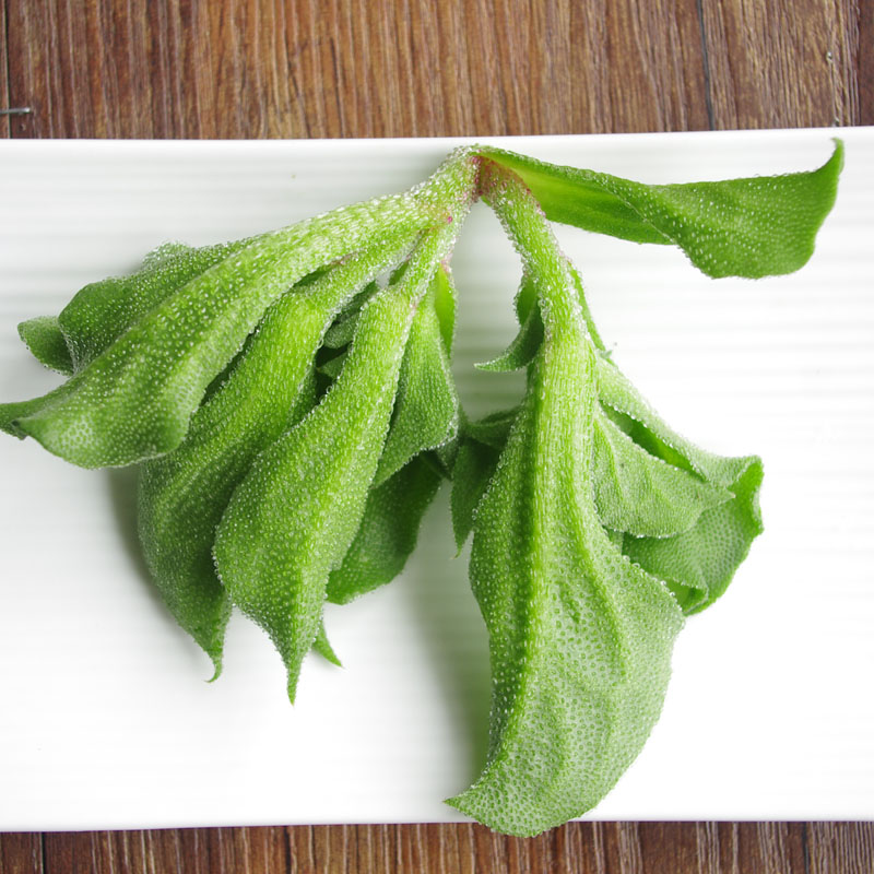 非洲冰草1盒400g送沙拉酱 3盒顺丰江浙沪包邮 冰菜新鲜蔬菜沃鲜汇