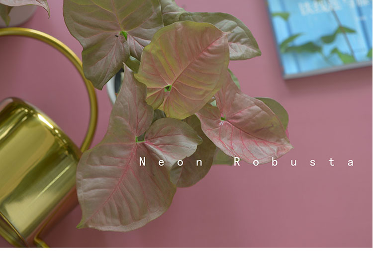 暖暖半岛 霓虹合果芋 竹芋粉红佳人金童子耐阴易养室内办公室盆栽