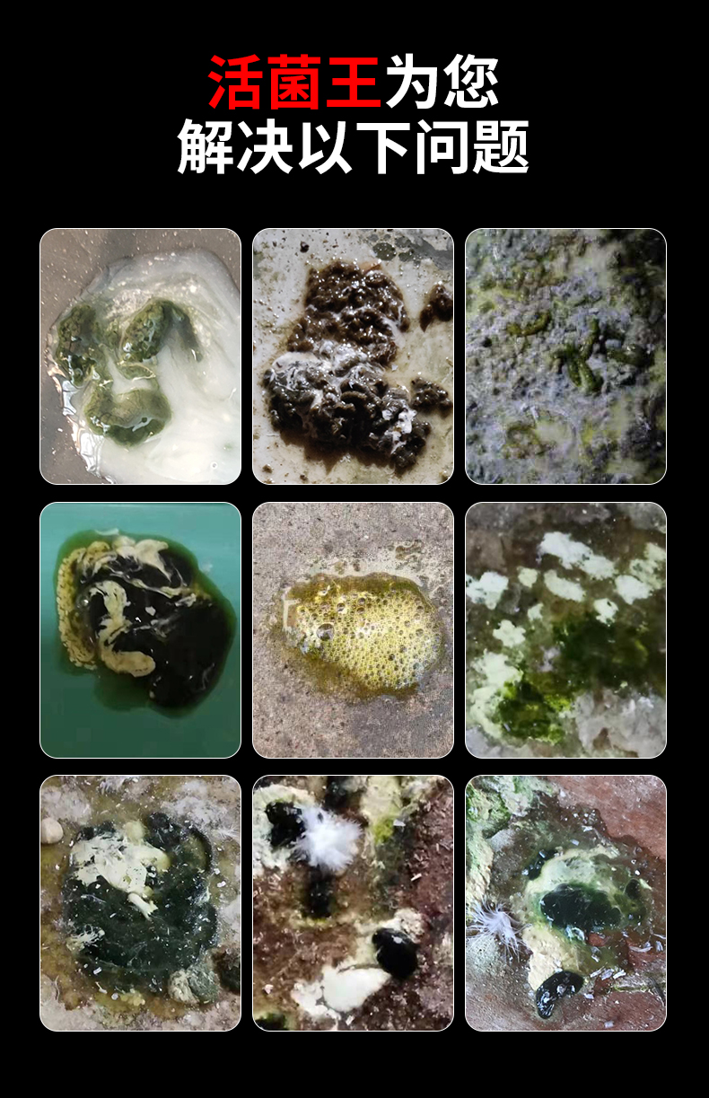 活菌王鸽用益生菌肠道保健调理水绿便拉稀鸽子大全常见赛鸽信鸽