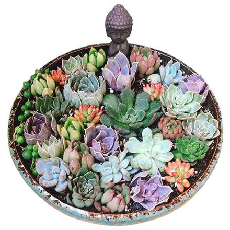 The Fleshy flower POTS, large diameter special offer a clearance package mail extra large household coarse pottery flowerpot ceramic large combo platter