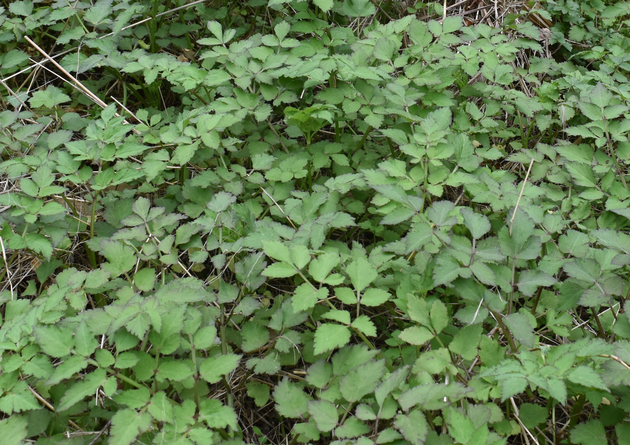 贵州原生态深山新鲜野生芹菜 水芹菜 野菜农家菜绿色生鲜5斤包邮_不